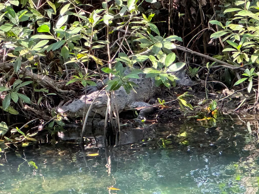 Celestún: flamingo&#x27;s en mangroven aan de westkust van Yucatán