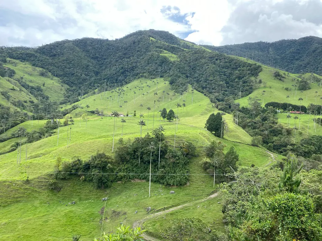 Cocora