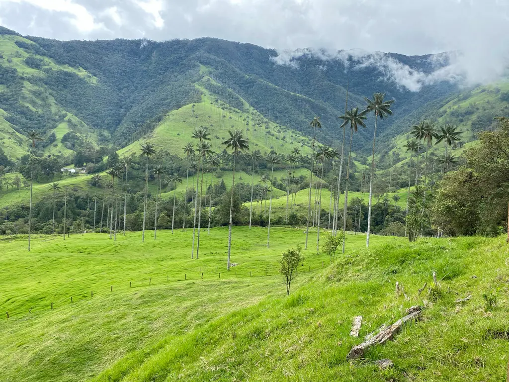 Cocora