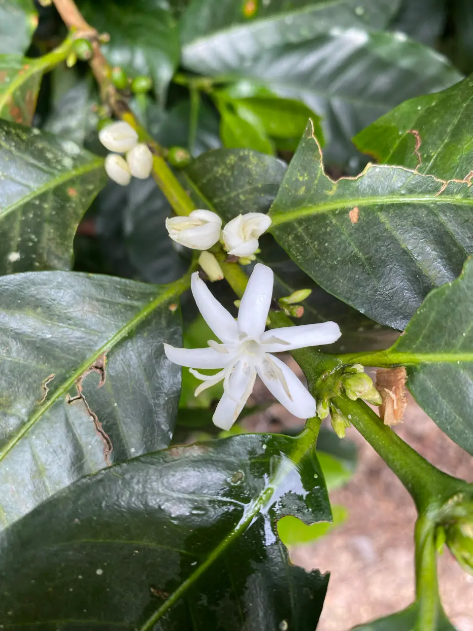 Salento koffieboerderij-tour: zo doe je het goed