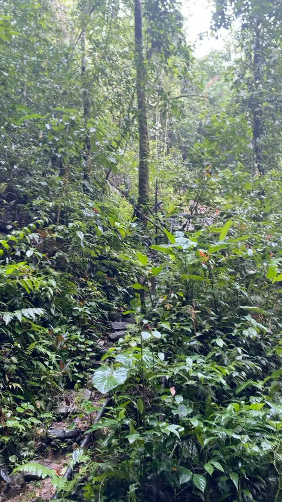 Filandia: kleurig dorpje in de Colombiaanse koffiezone