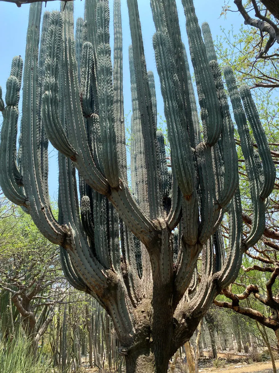 Oaxaca City