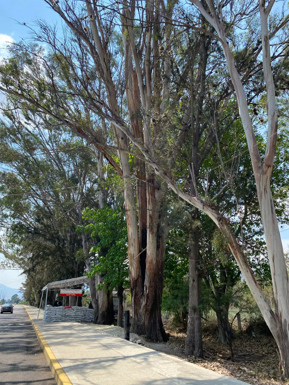 Mitla