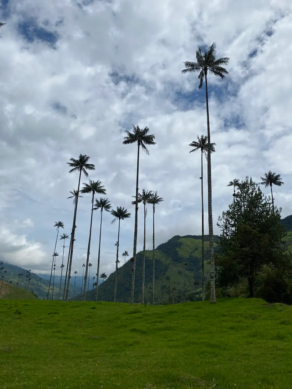Cocora