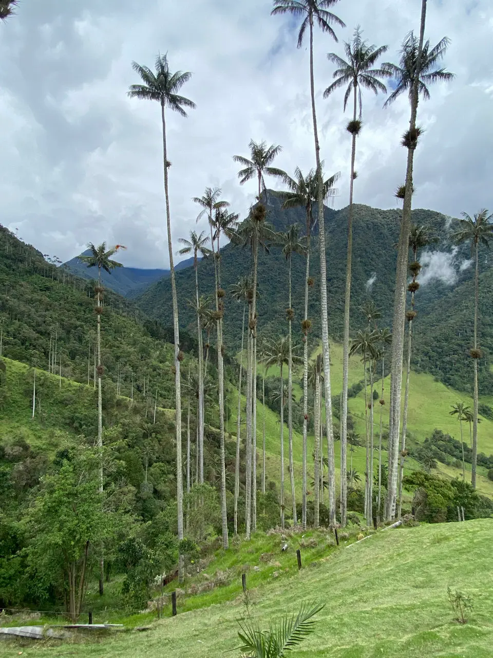 Valle de cocora