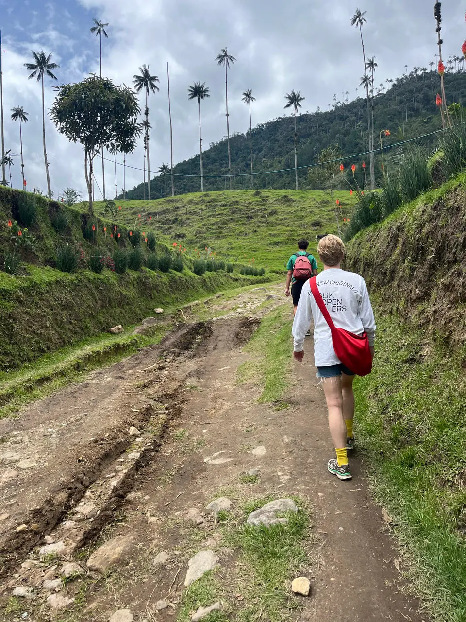 Cocora