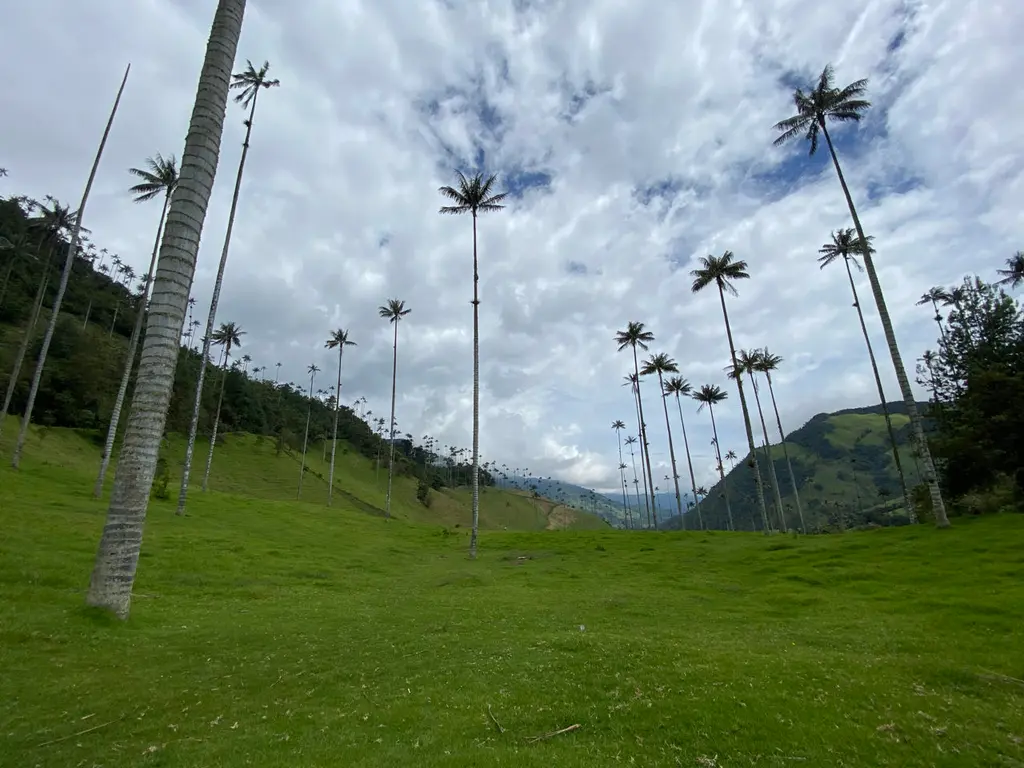 Cocora