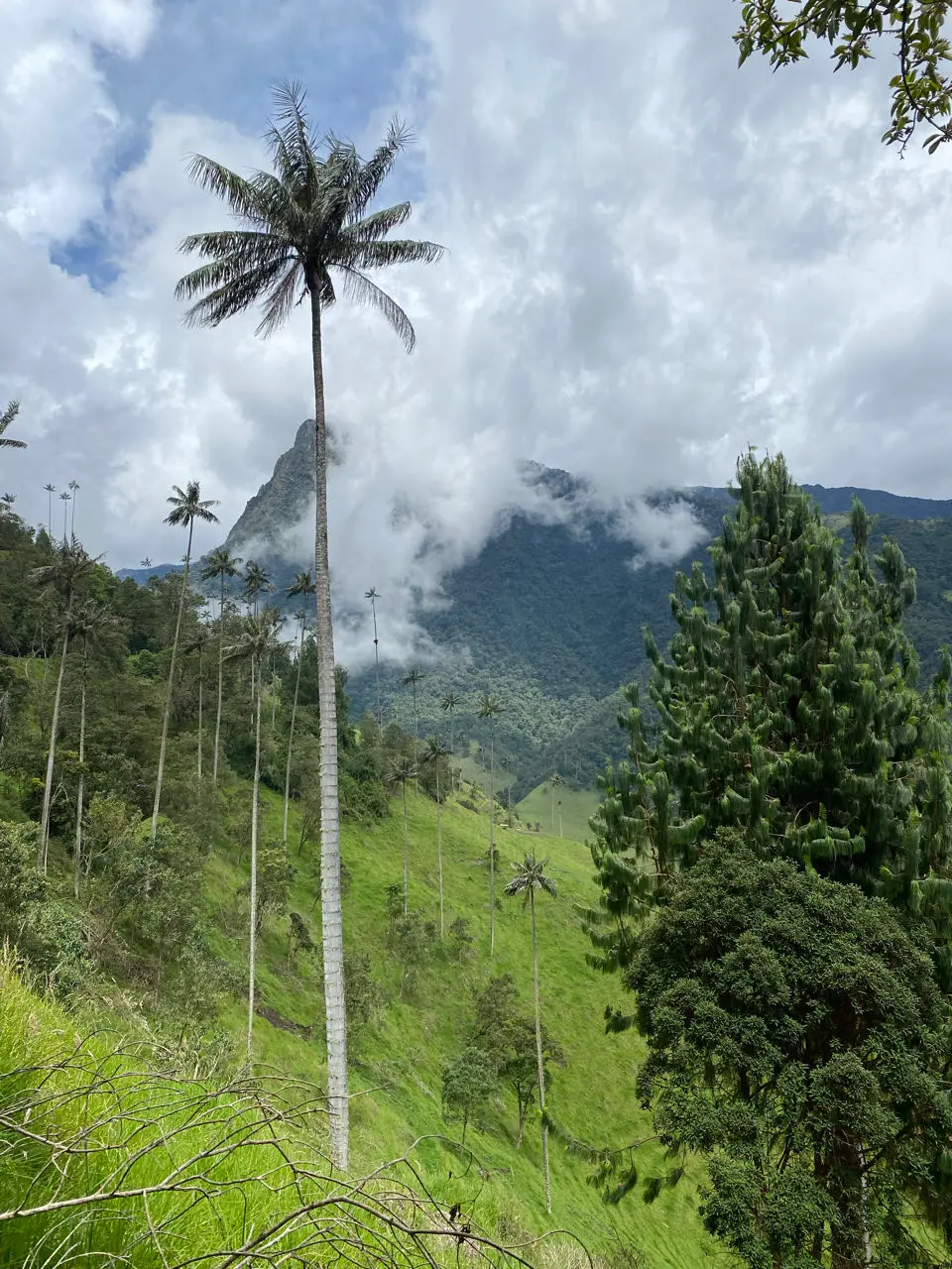 Cocora
