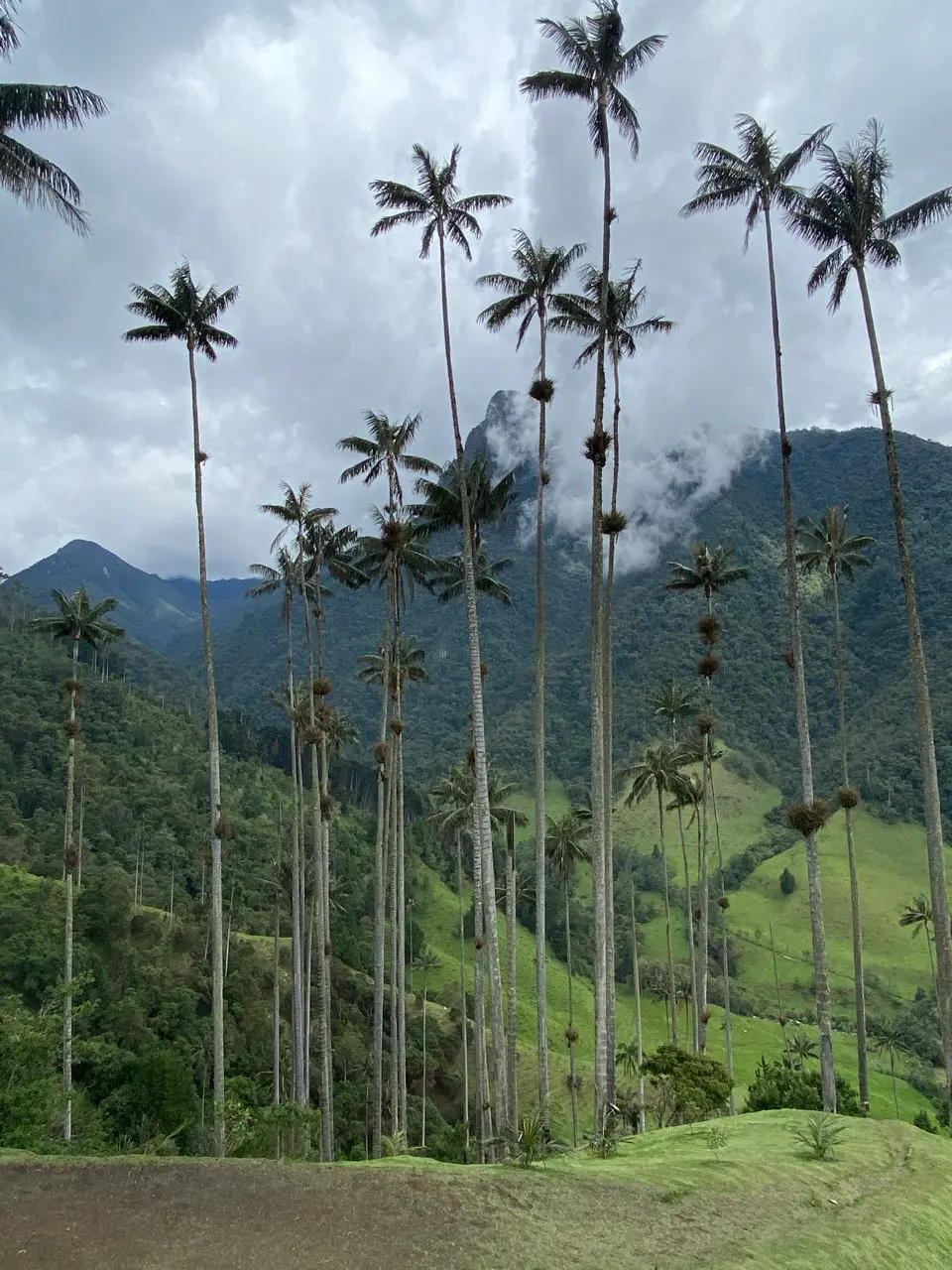 Cocora