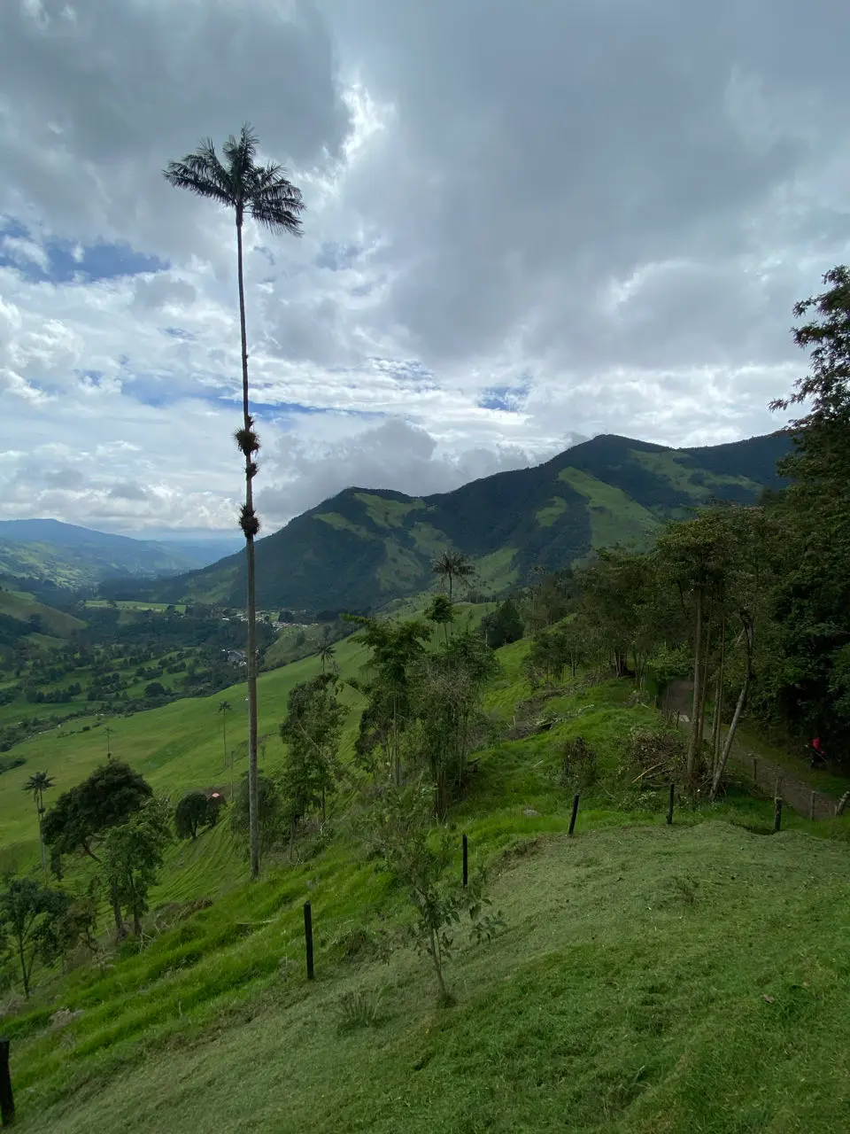Cocora