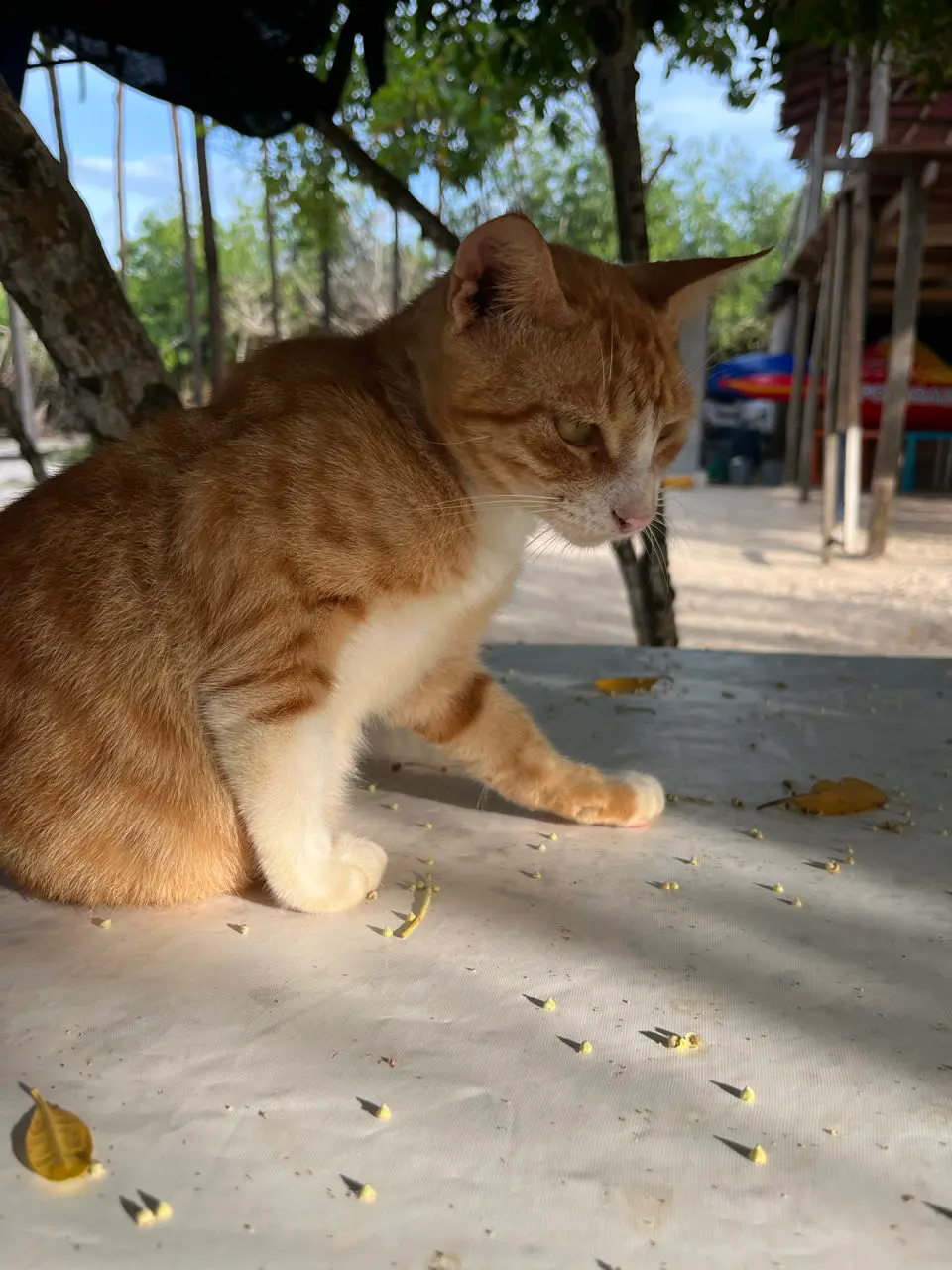 El Pueblito