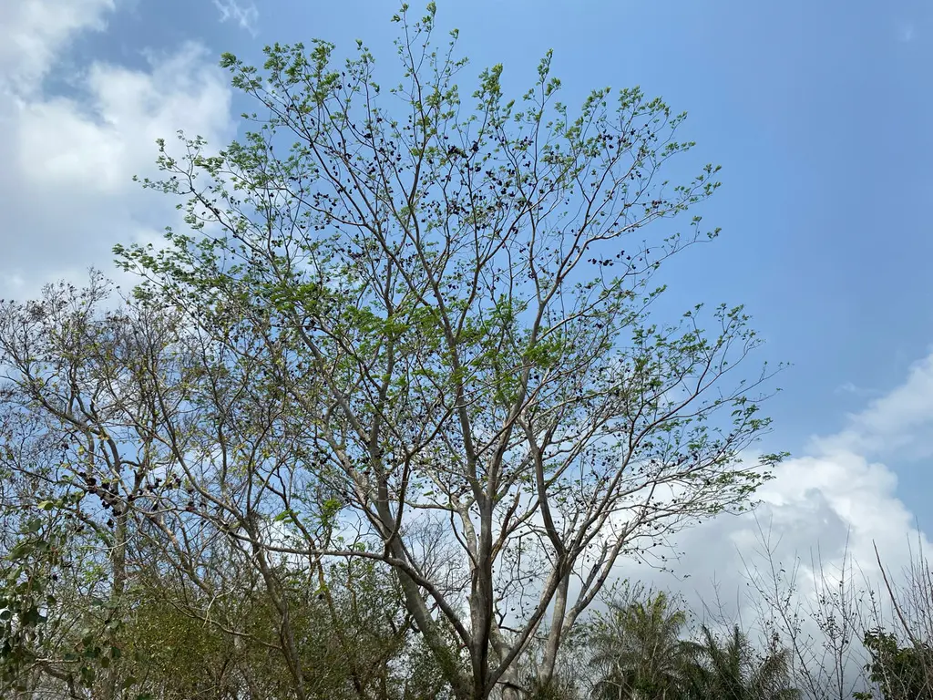 Ek balam