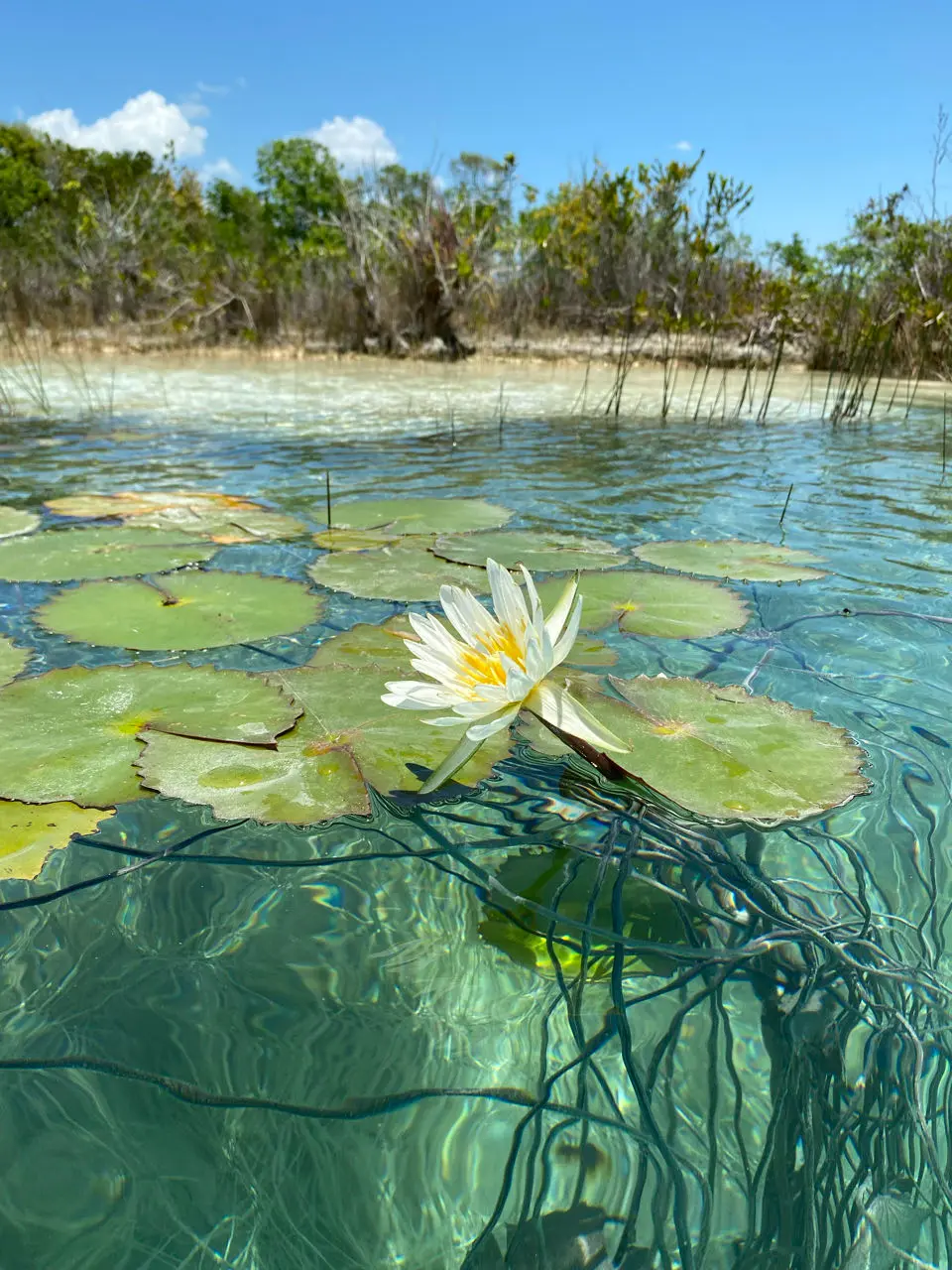 Los Rapidos 'Lagoon Club