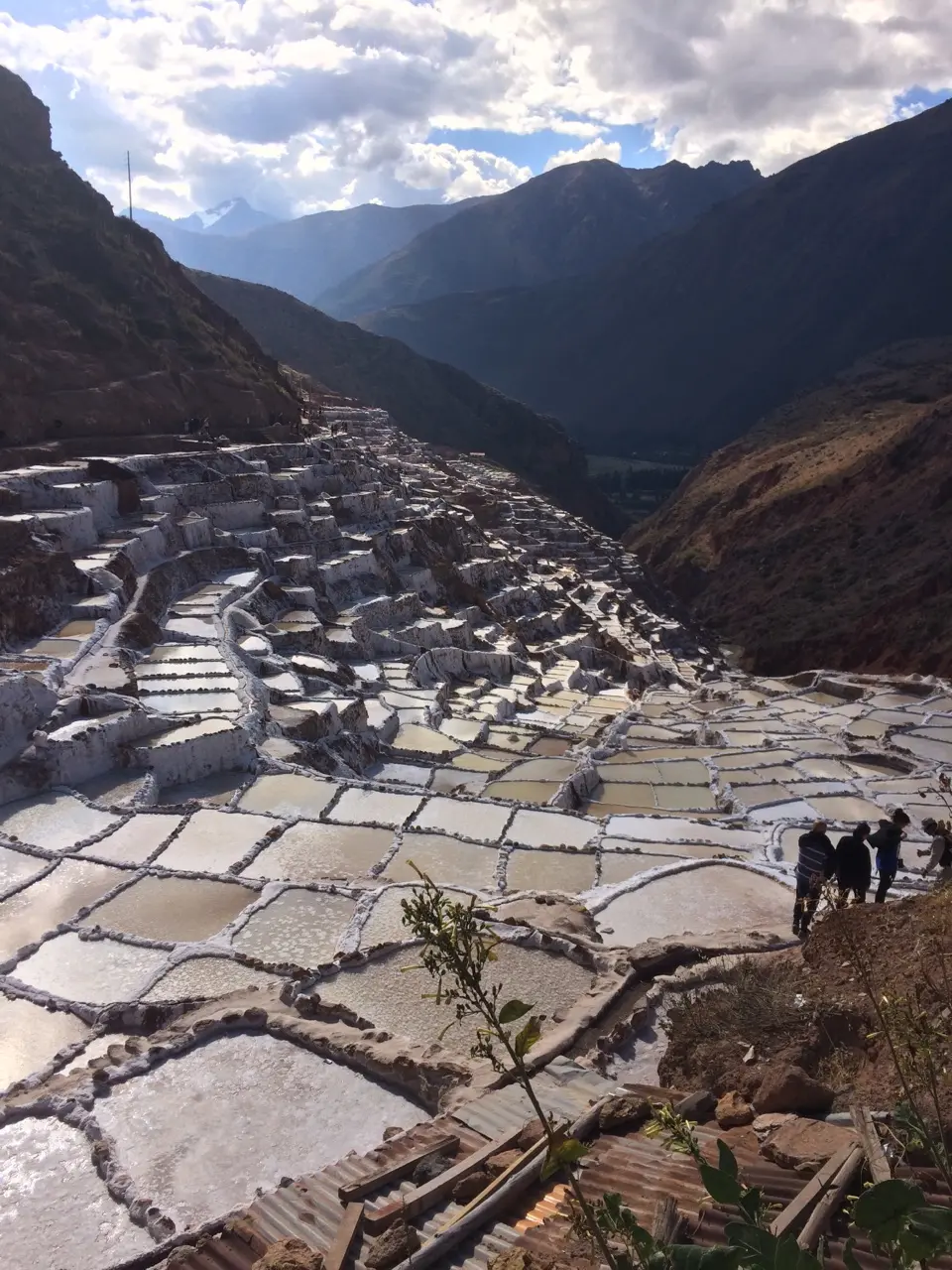 Maras