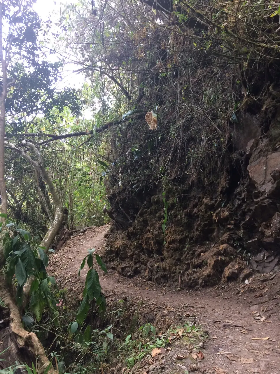 Santa teresa