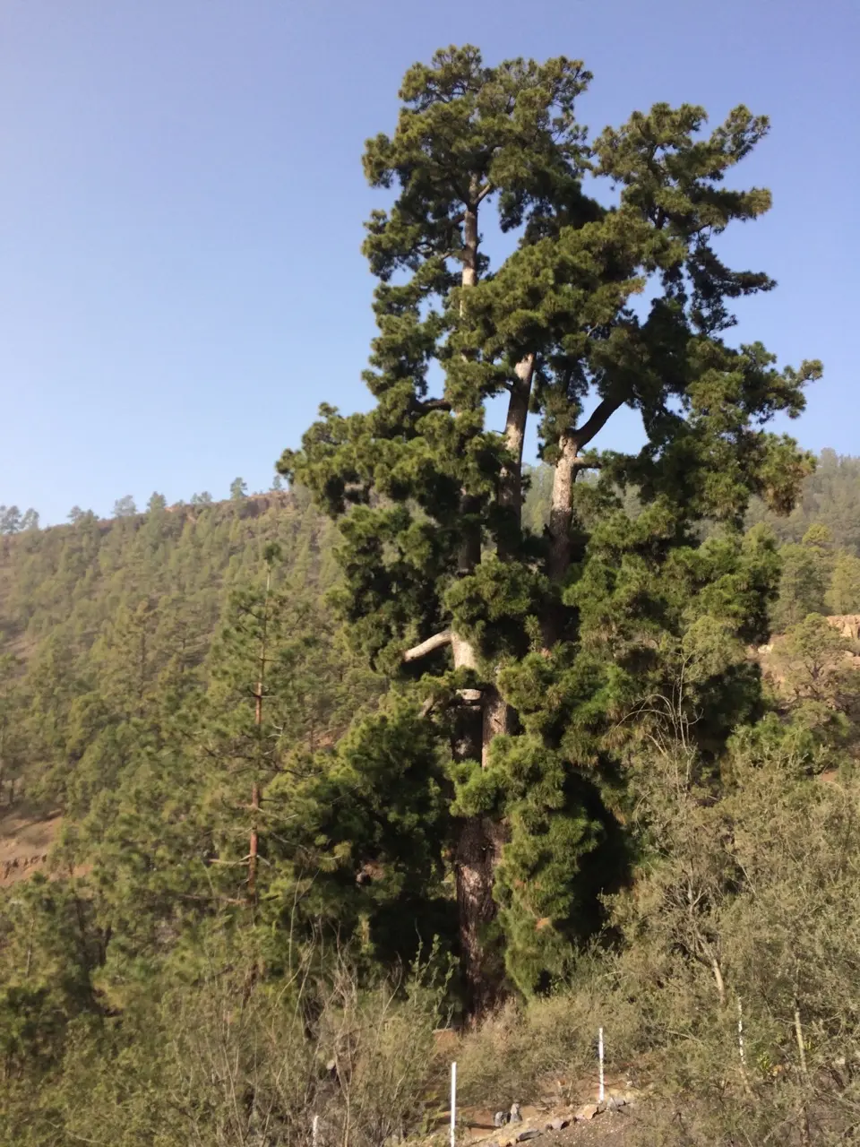 Vilaflor