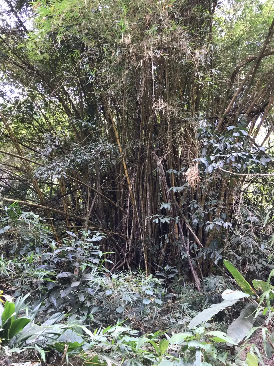 Somewhere in Costa Rica