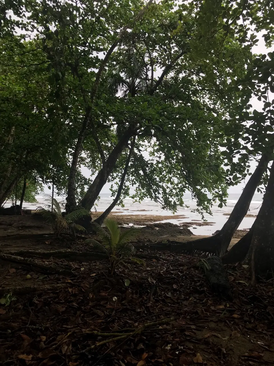 Puerto viejo