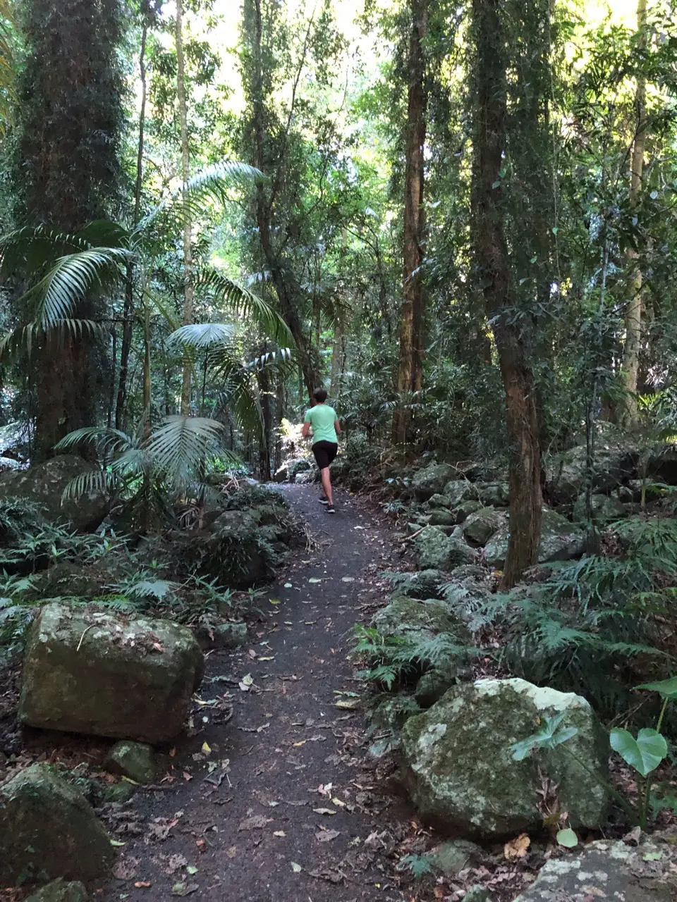 Dorrigo