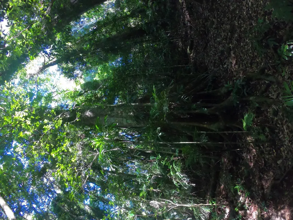 Dorrigo