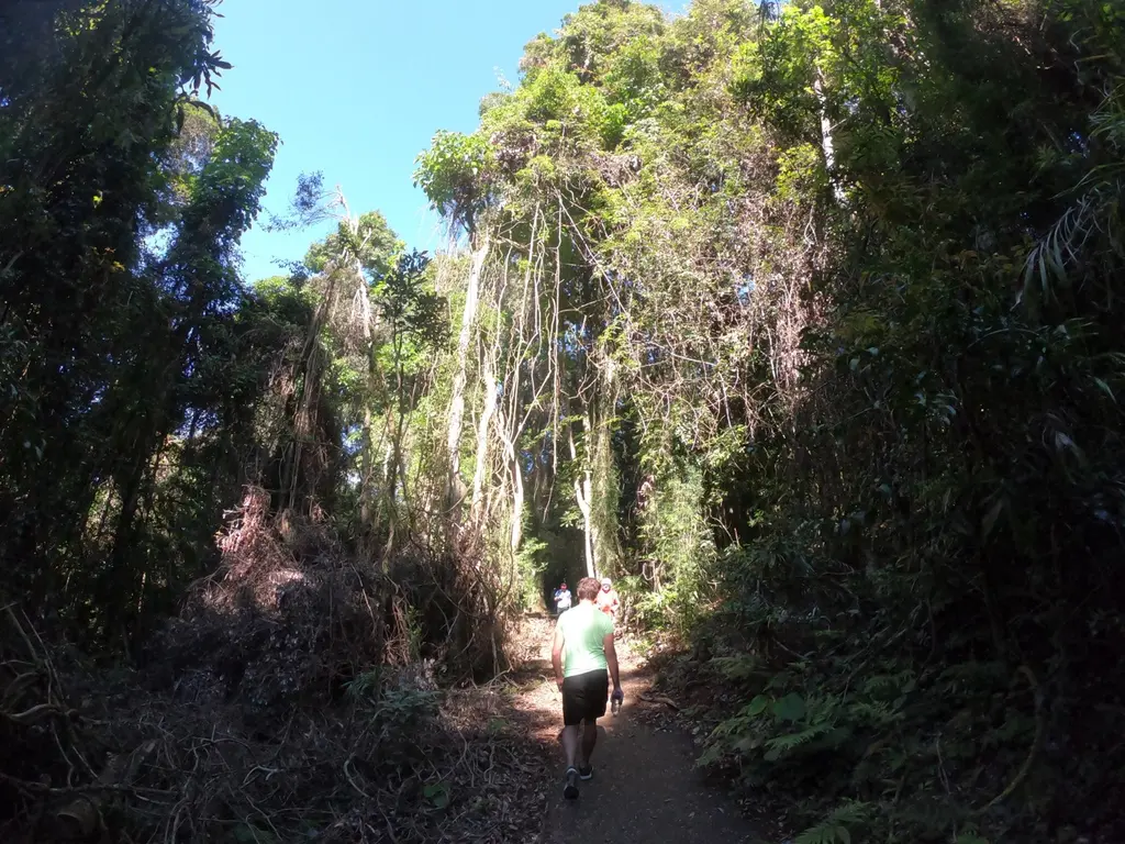 Dorrigo