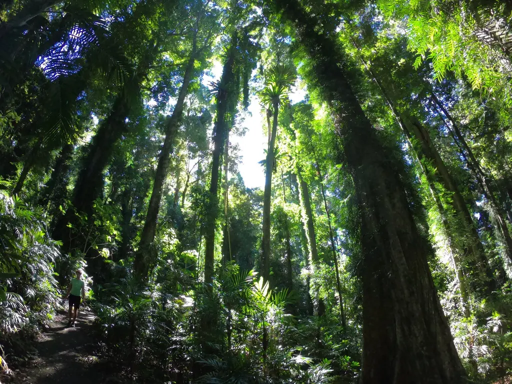 Dorrigo