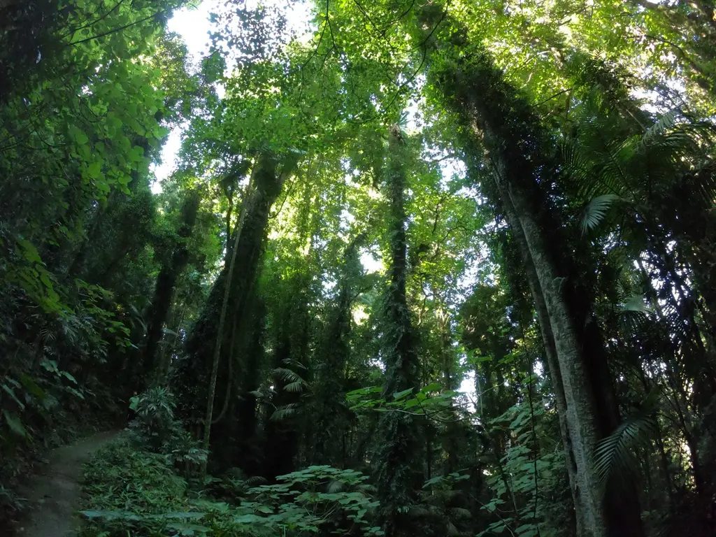 Dorrigo