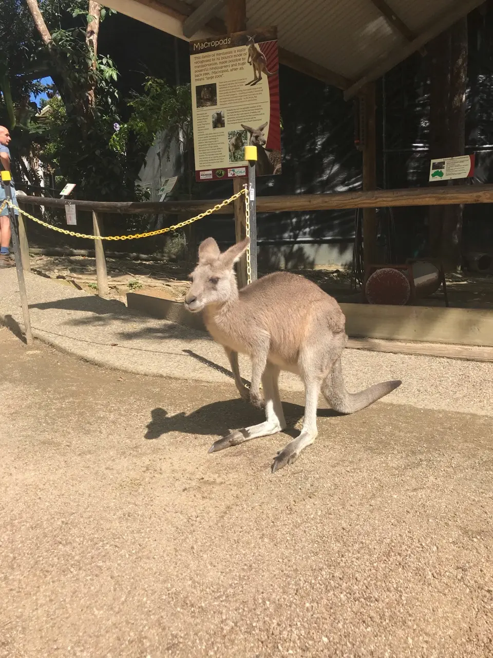 Kuranda: reisgids en ervaring in Australië