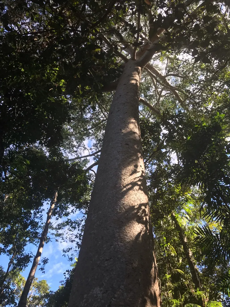Kuranda