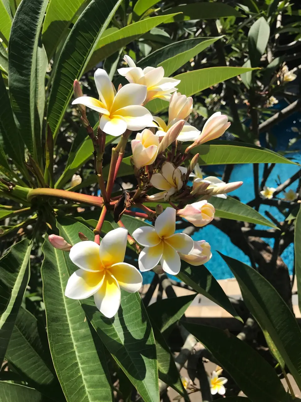Singaraja: reisgids en ervaring in Indonesië