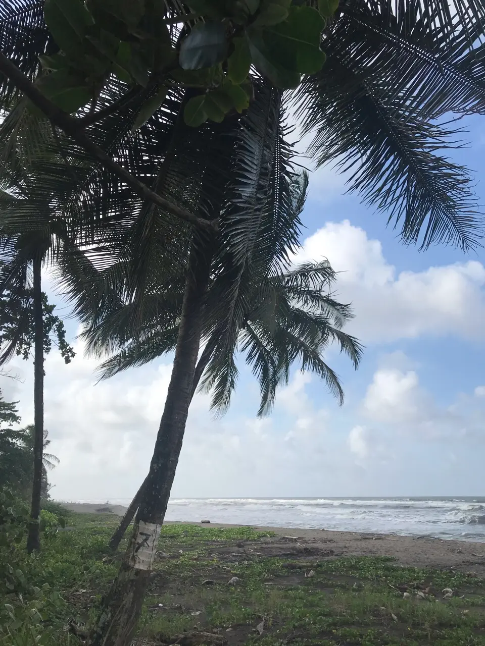 Pococí