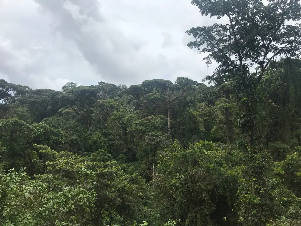 Orosi
