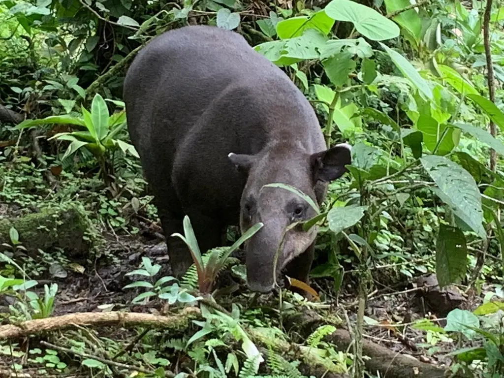Paquera