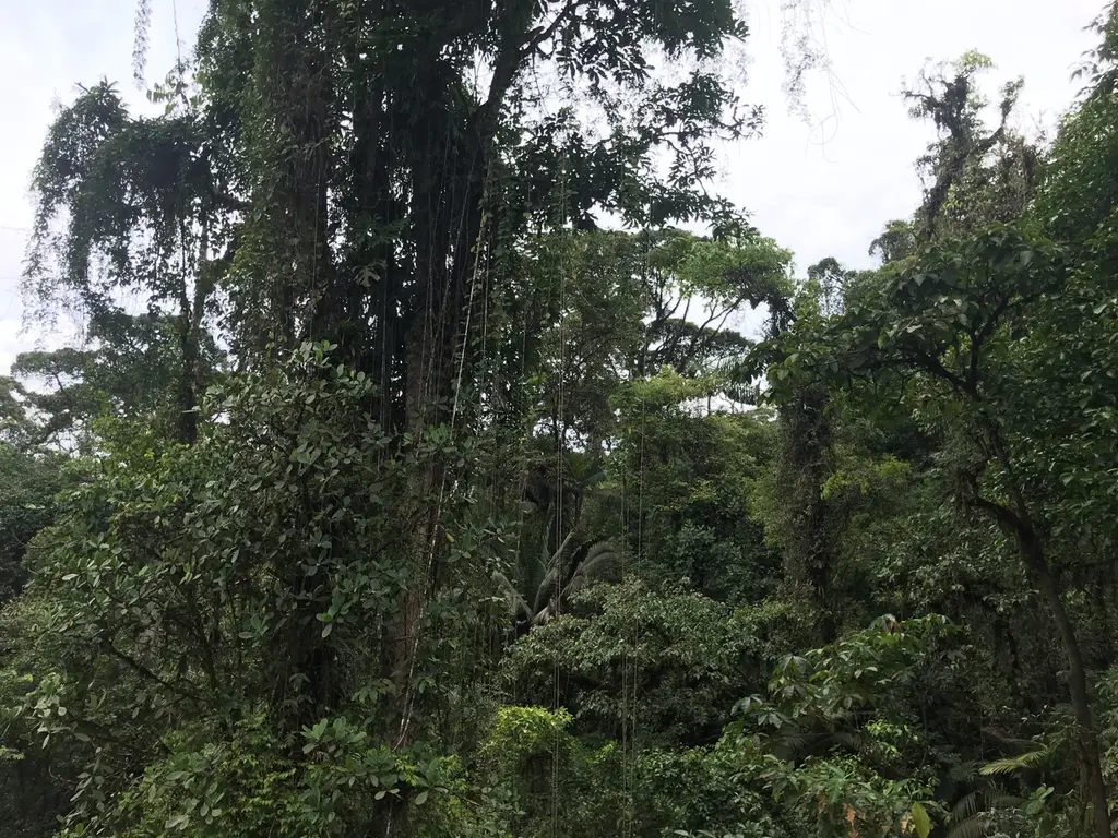 Paquera