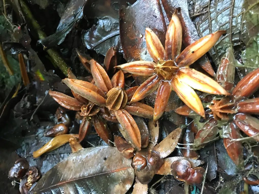 Paquera
