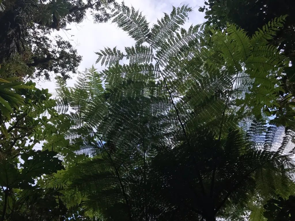 Paquera
