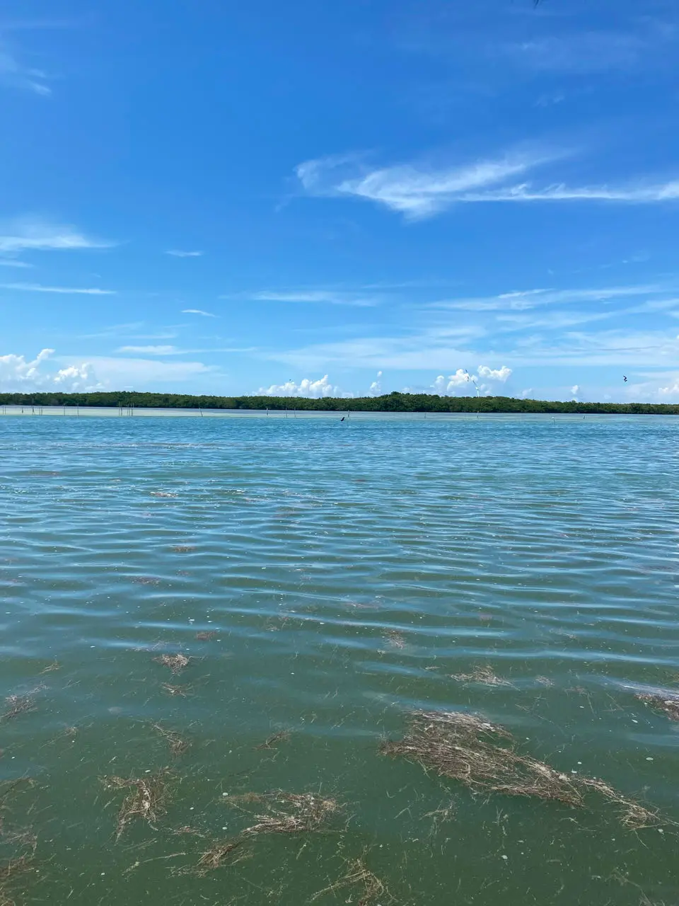 Río Lagartos