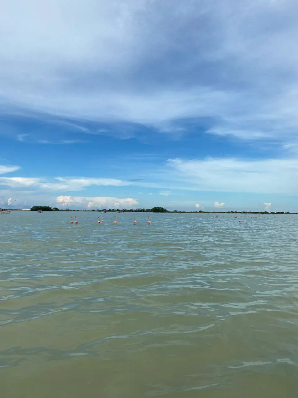 Rio lagartos