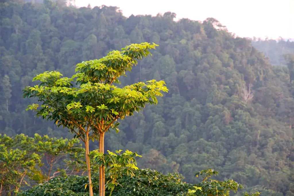 Kota kinabalu