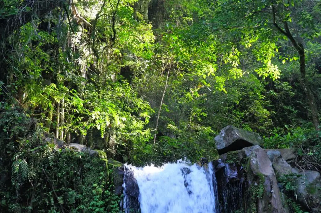 Palau manukan