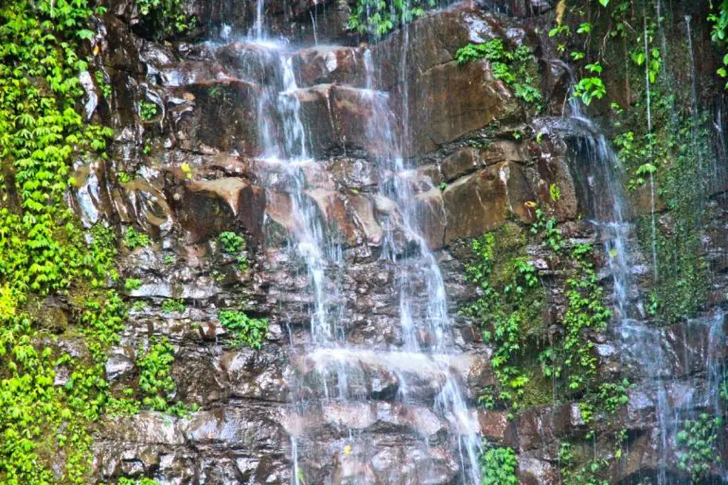 Palau manukan