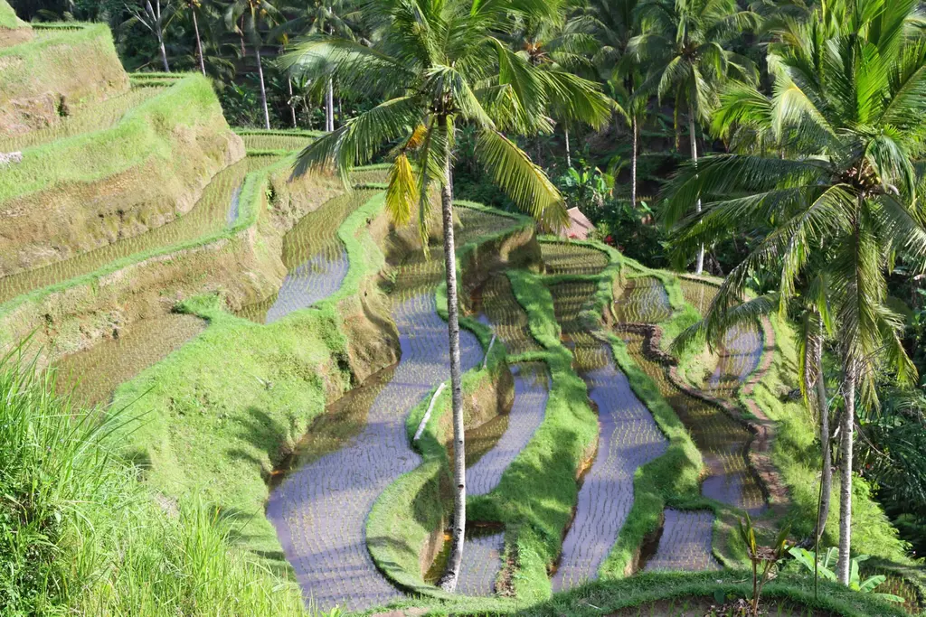 Ubud: reisgids en ervaring in Indonesië