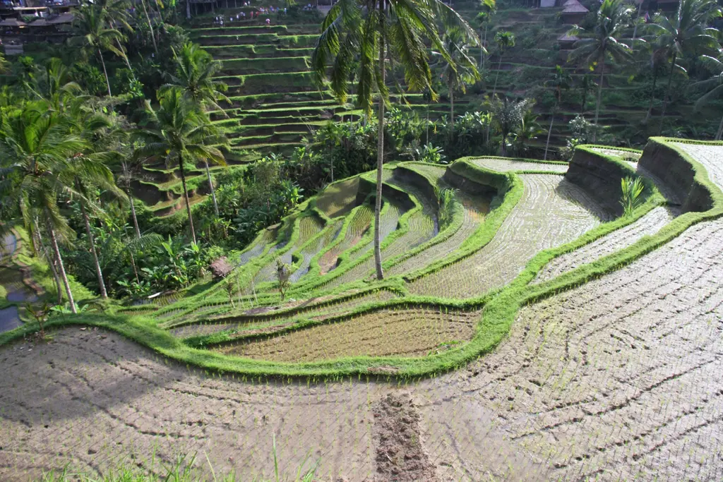 Lovina: reisgids en ervaring in Indonesië