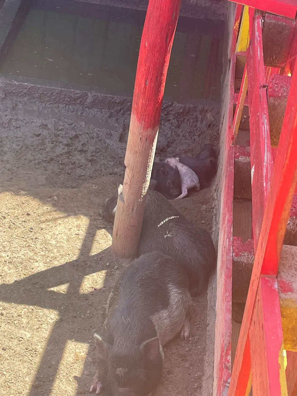 Ostrich Farm