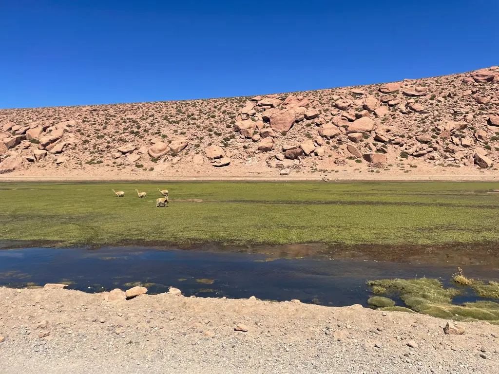 Calama