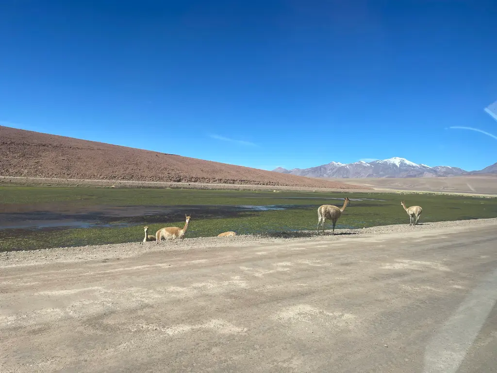 Calama