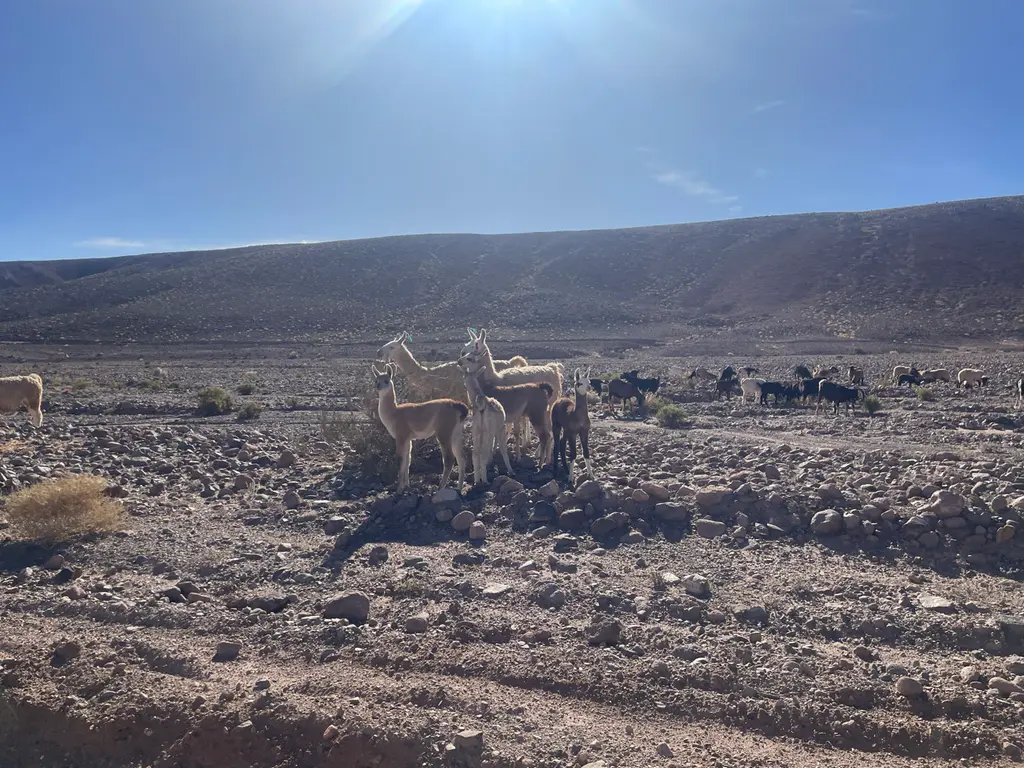 Calama