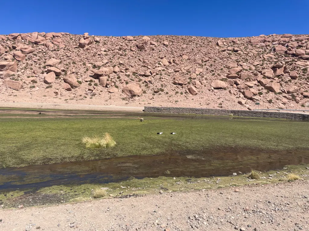 Calama