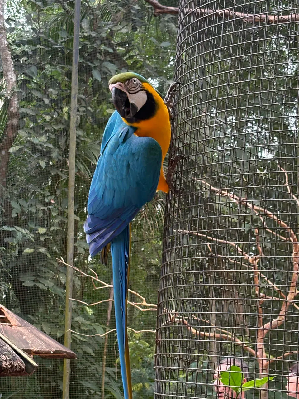 Een blauw-gele ara op een tak in het vogelpark bij Iguaçu