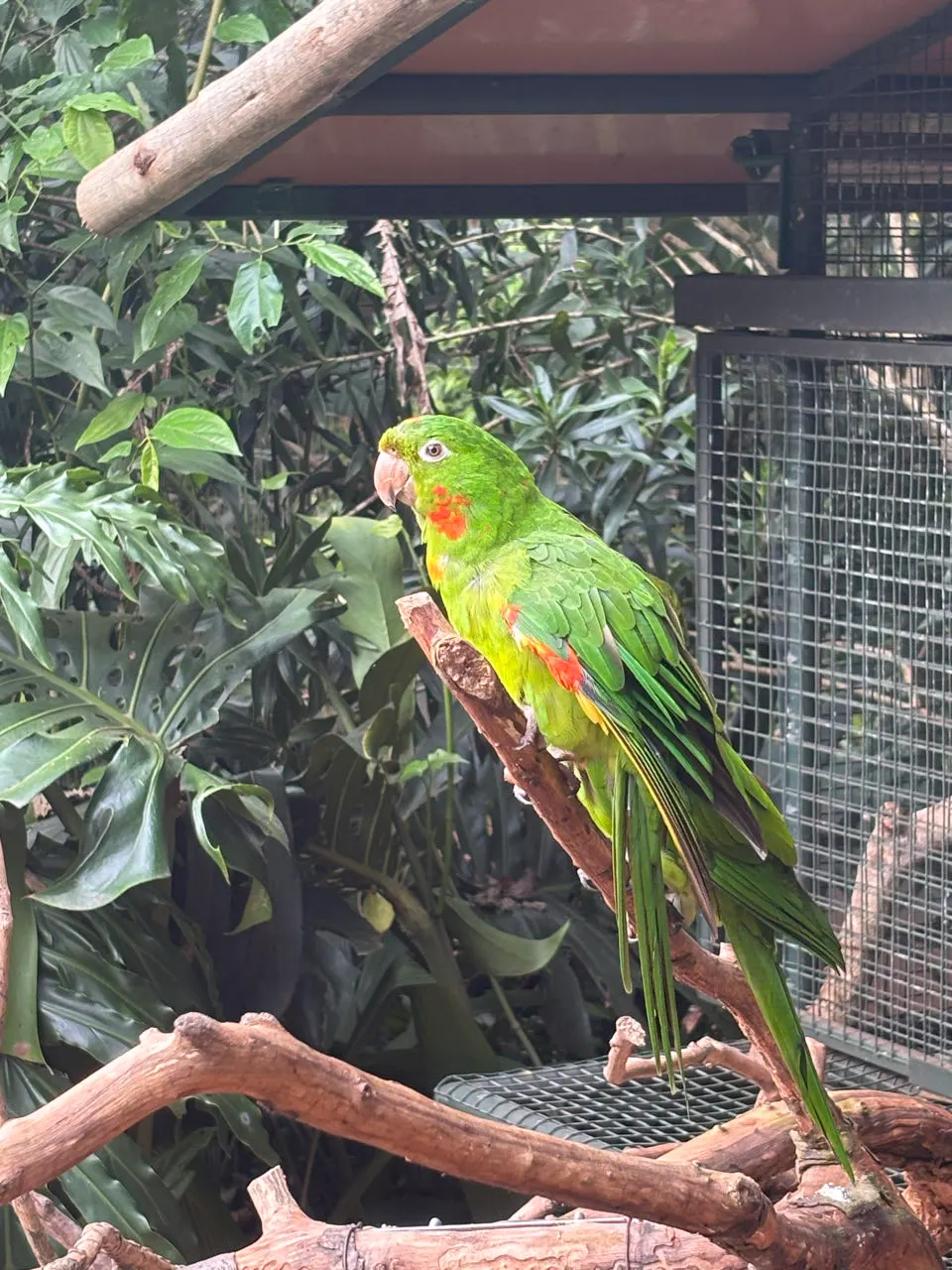 Een groene parkiet met rode kop op een tak in het vogelpark bij Iguaçu
